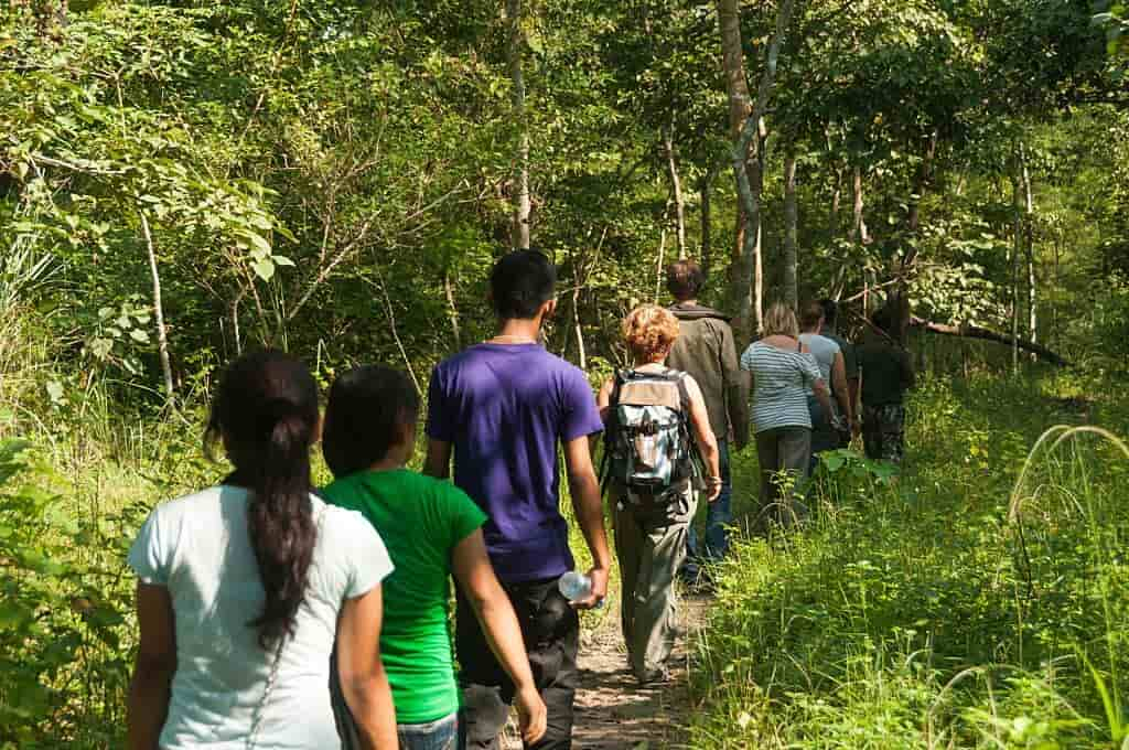 Jungle Walk