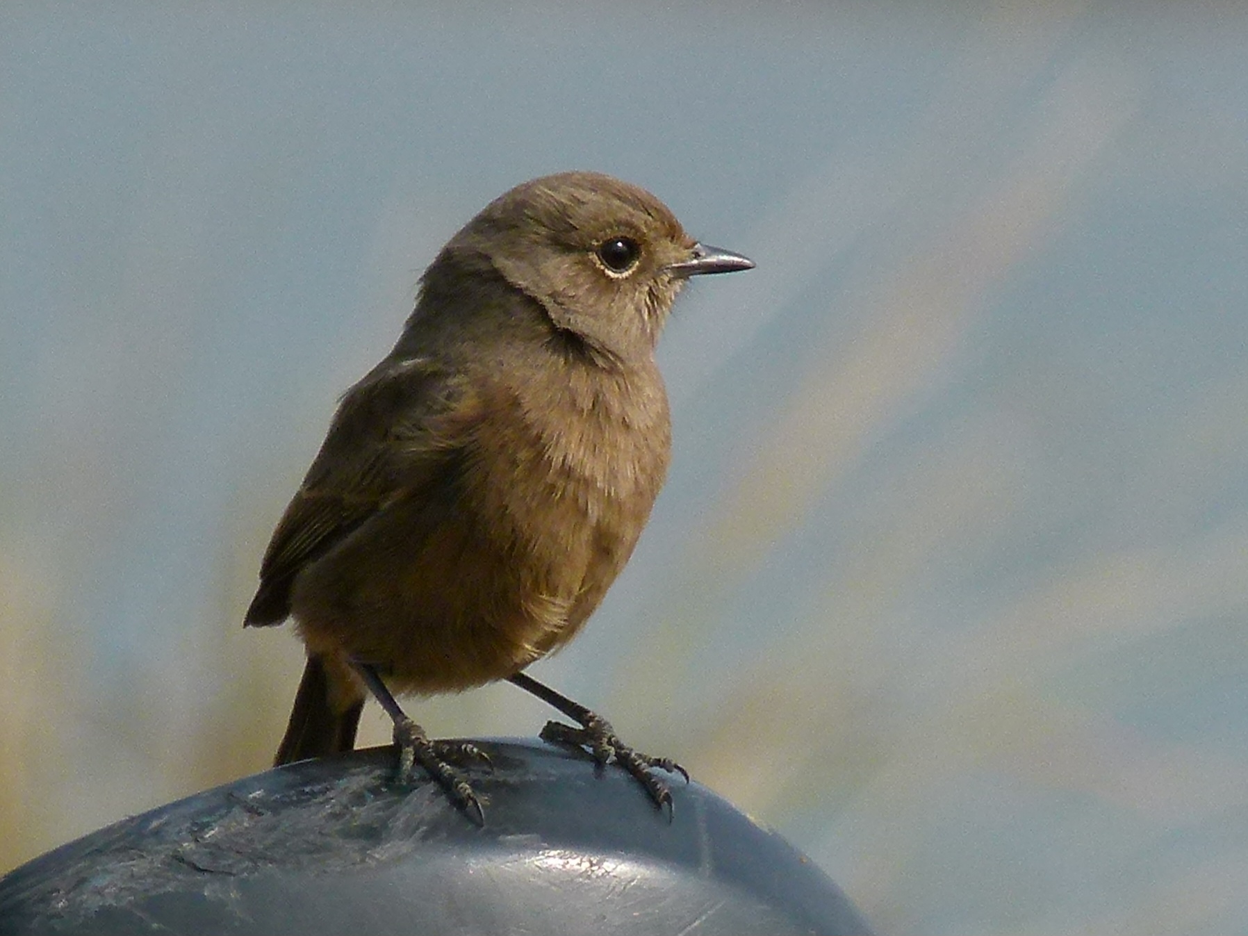 Bird Watching