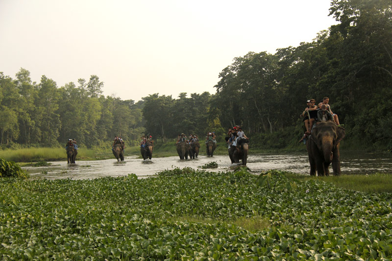 Elephant Safari