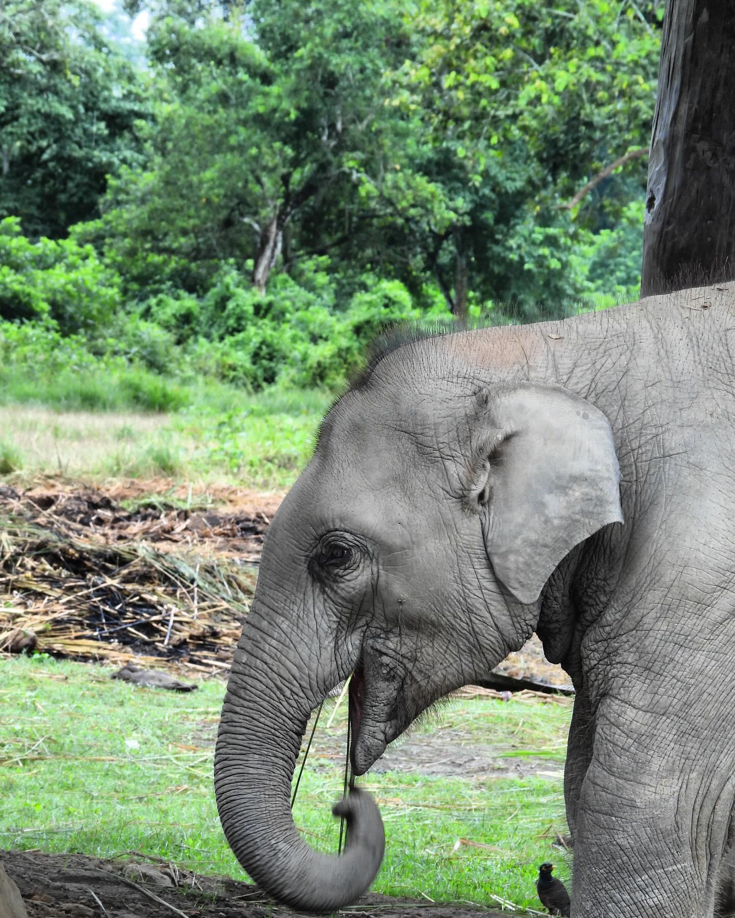 baby elephant