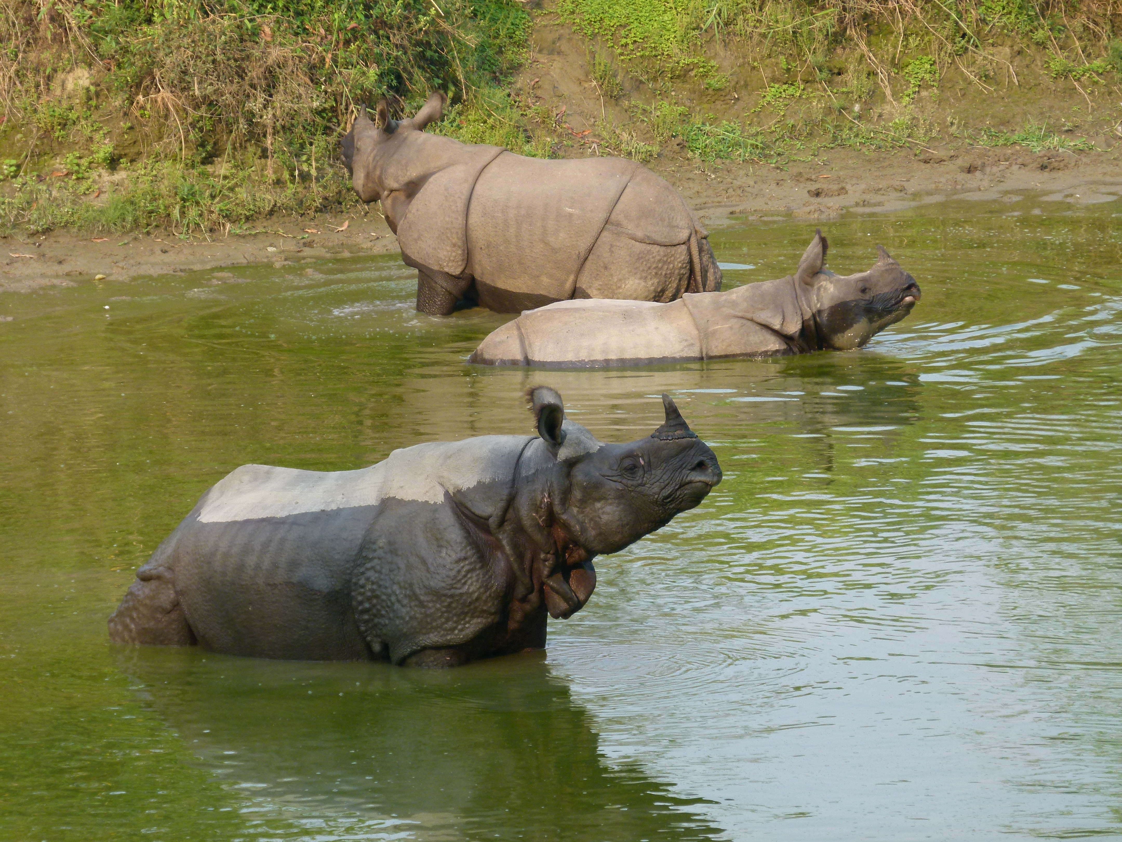 rhino in water