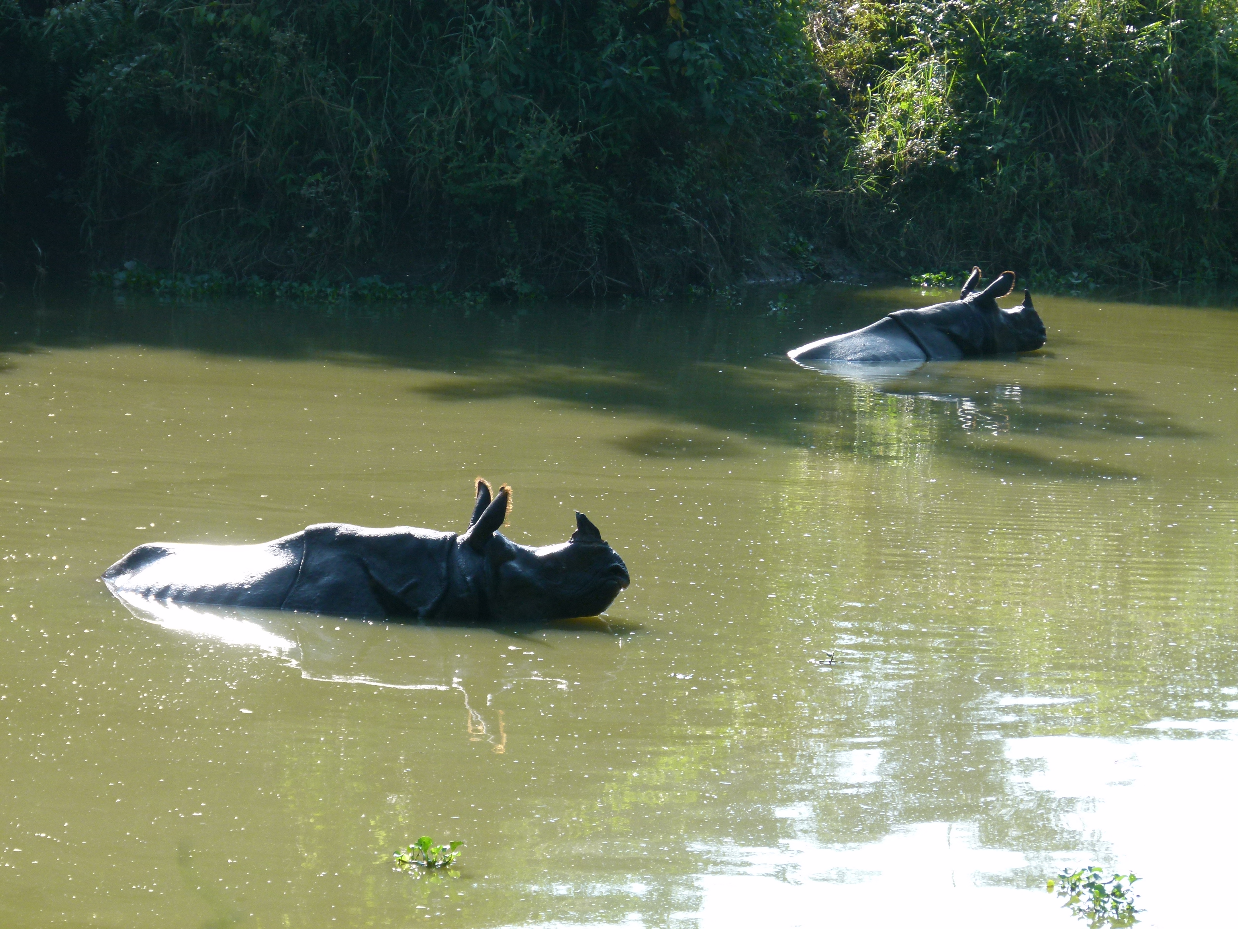 rhino in water