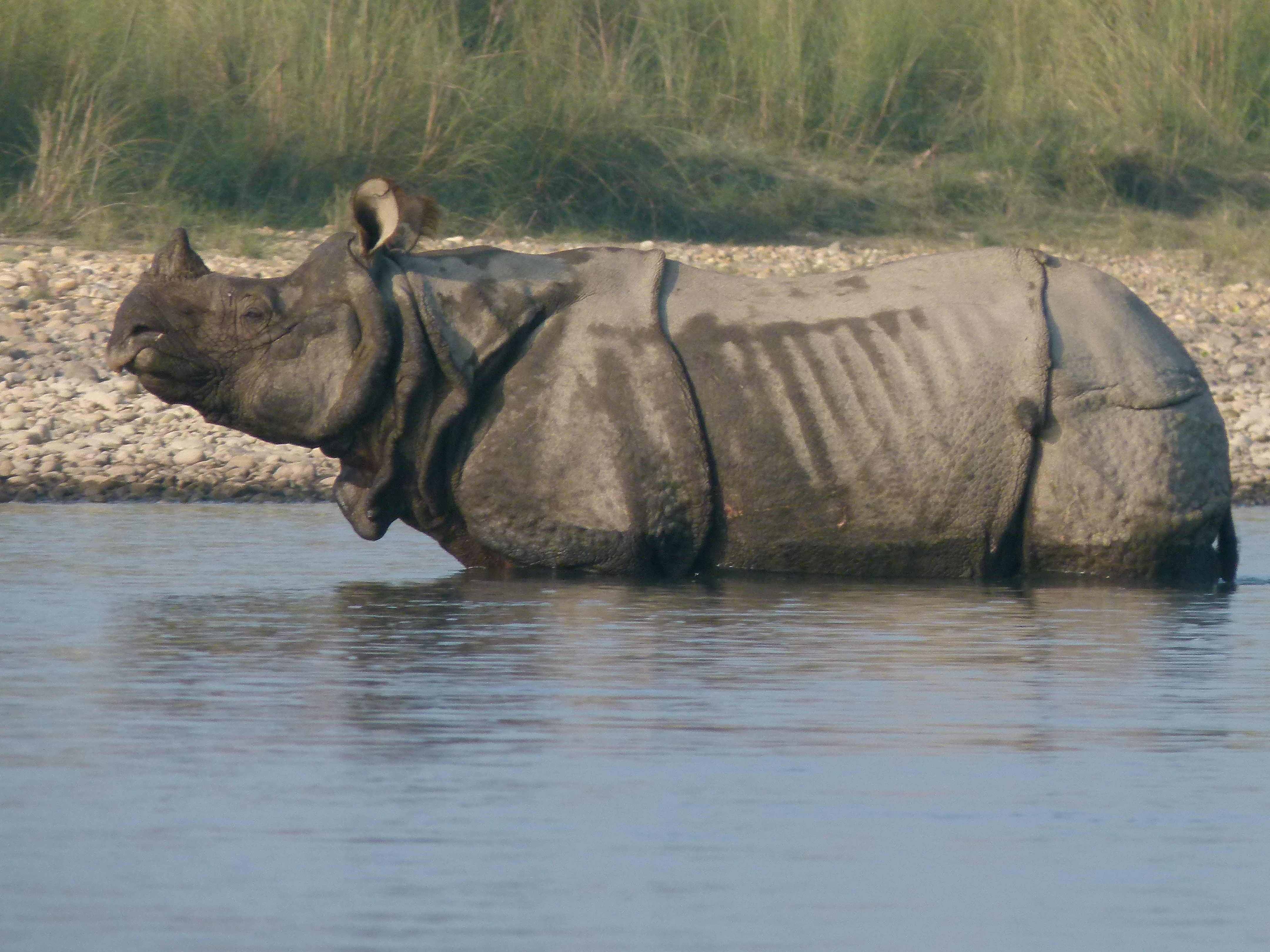 rhino drinking