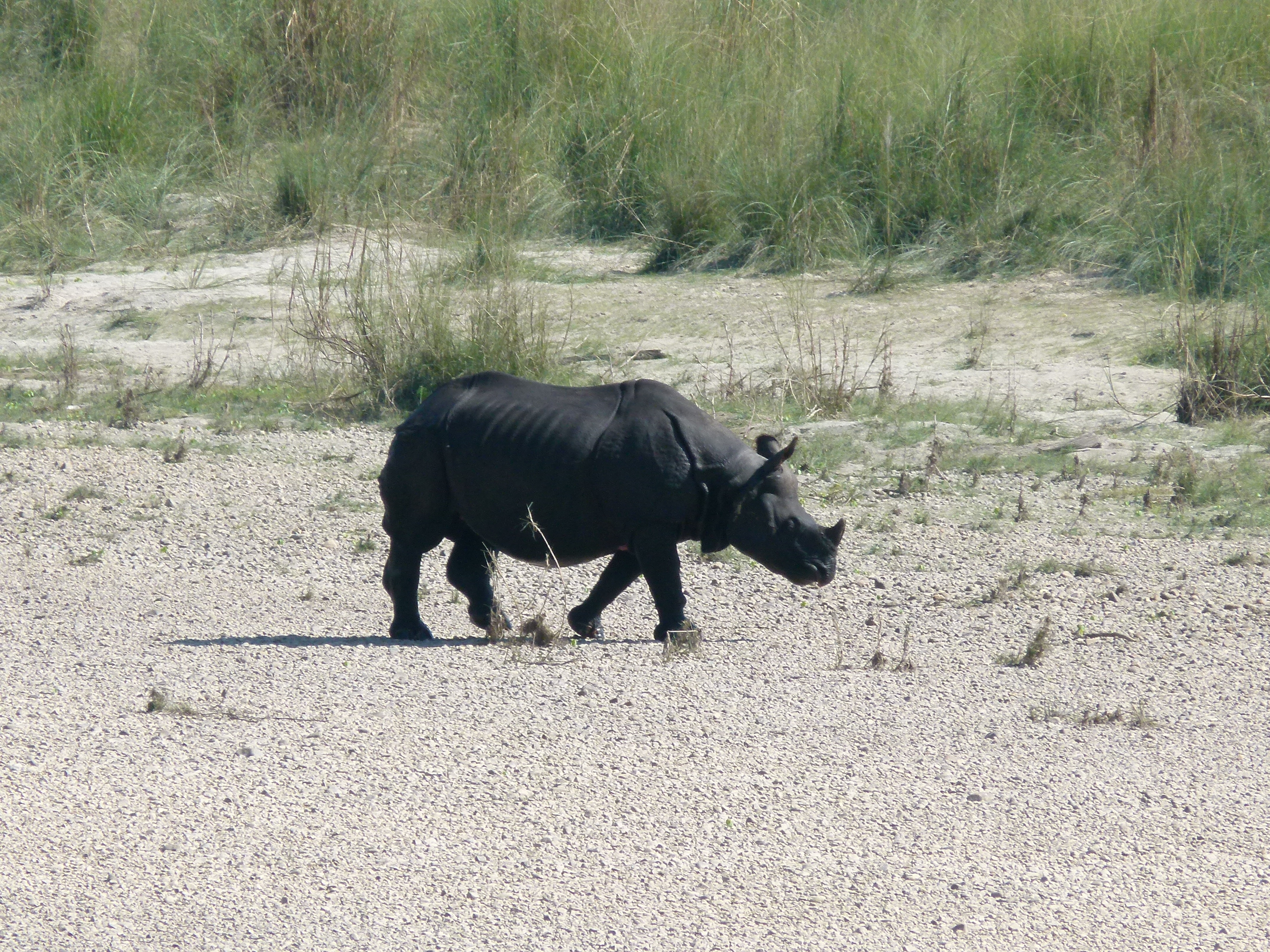 rhino walking on the beach