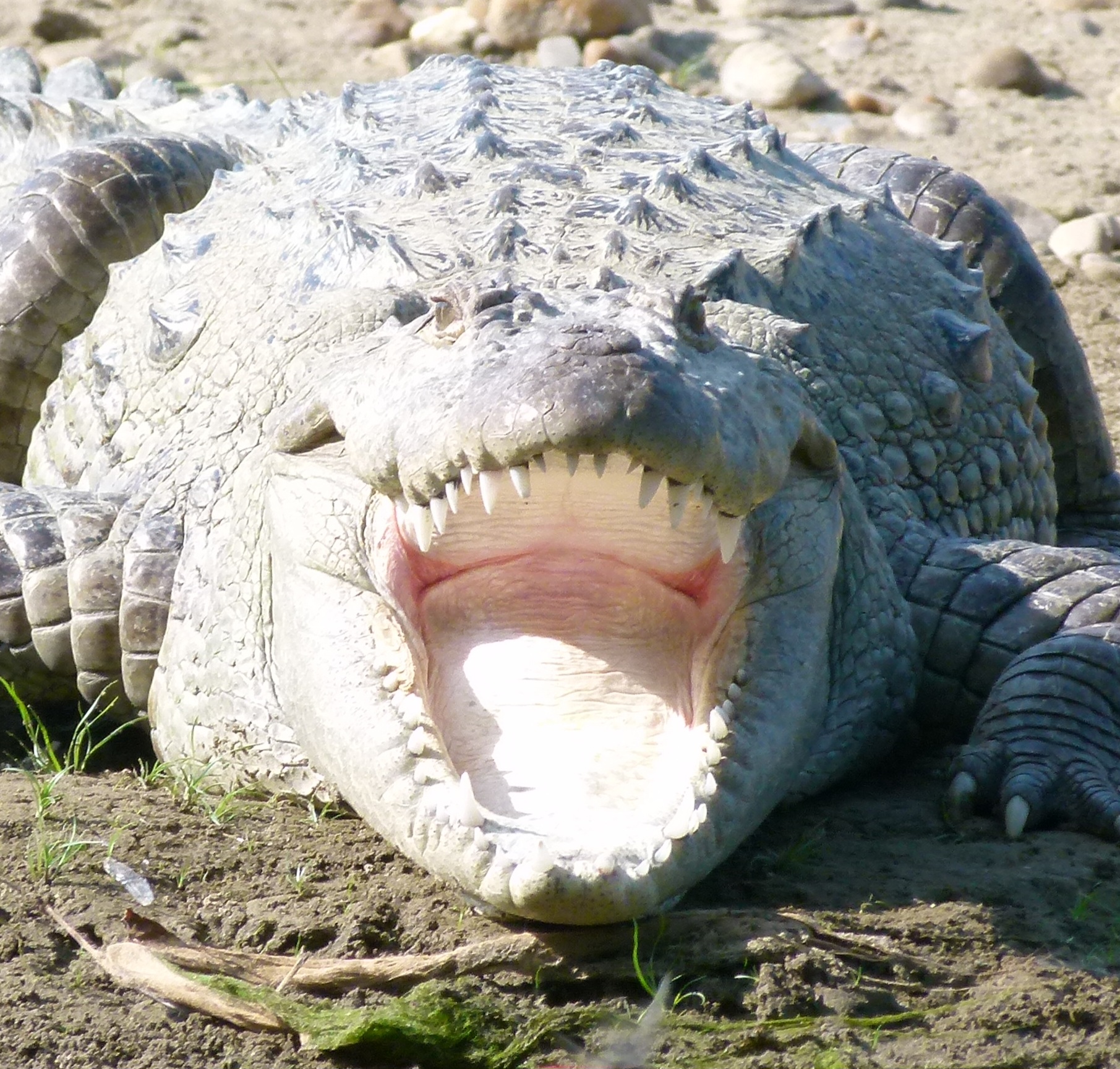 crocodile