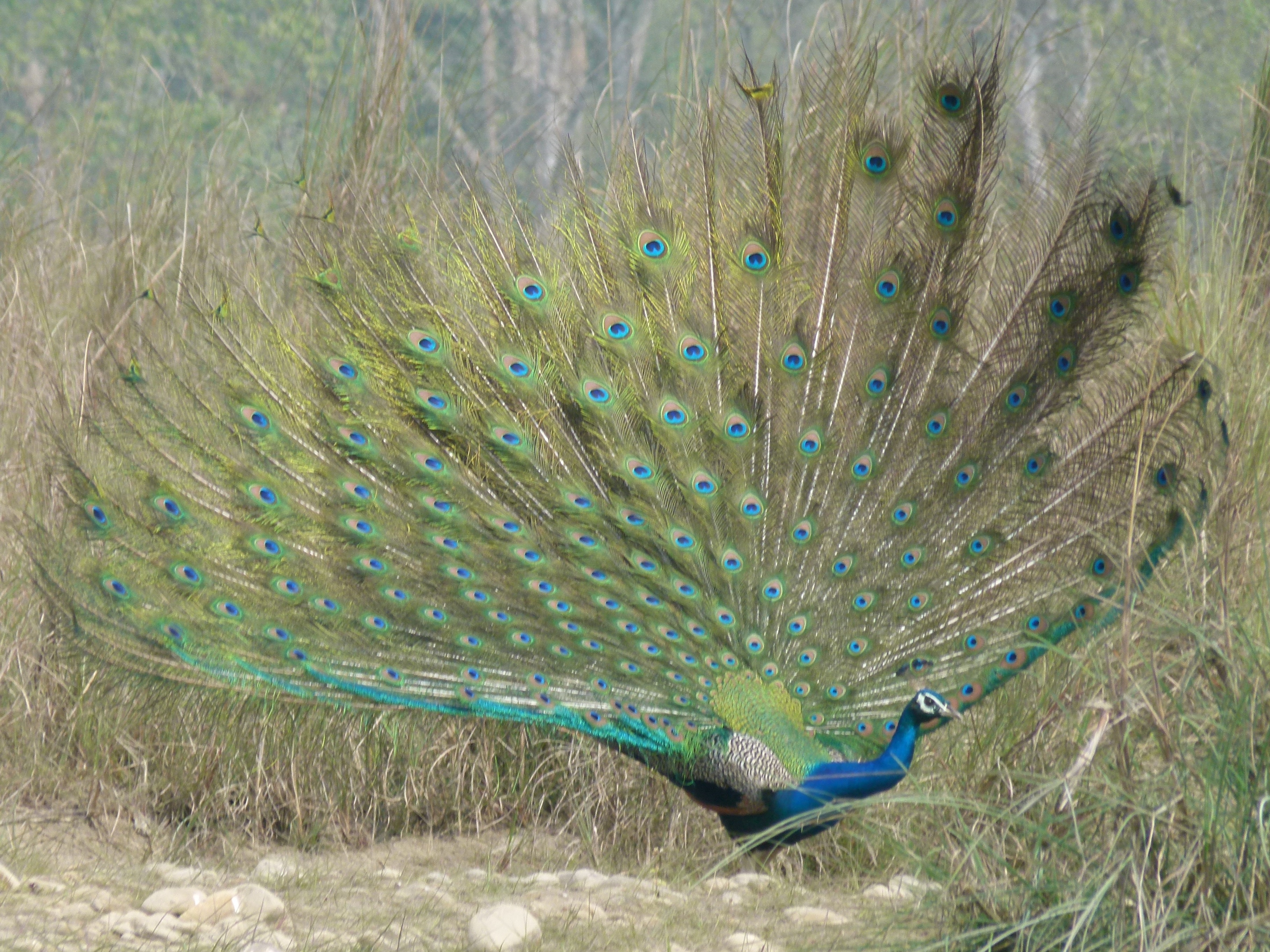 peacock